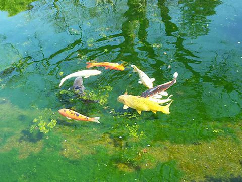 祇園甲部歌舞練場内の展示場池の鯉