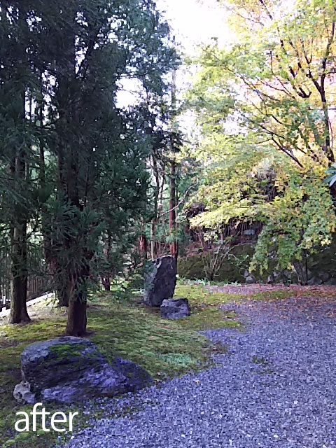 荒れた木々を剪定し、光と風通しもよくなったお庭